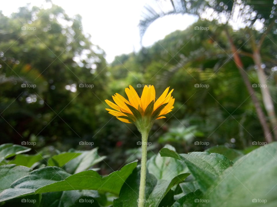 flower yellow