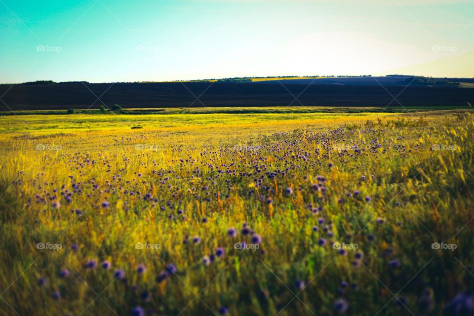 Field of flowers Mordovnik