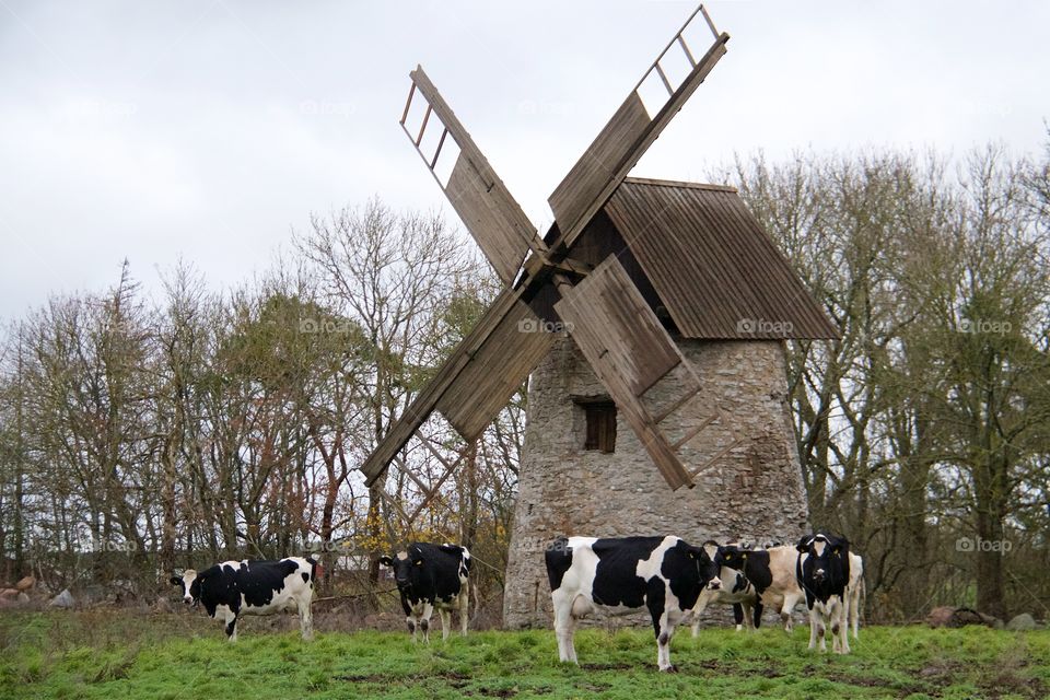 Cows grazing near old windmill