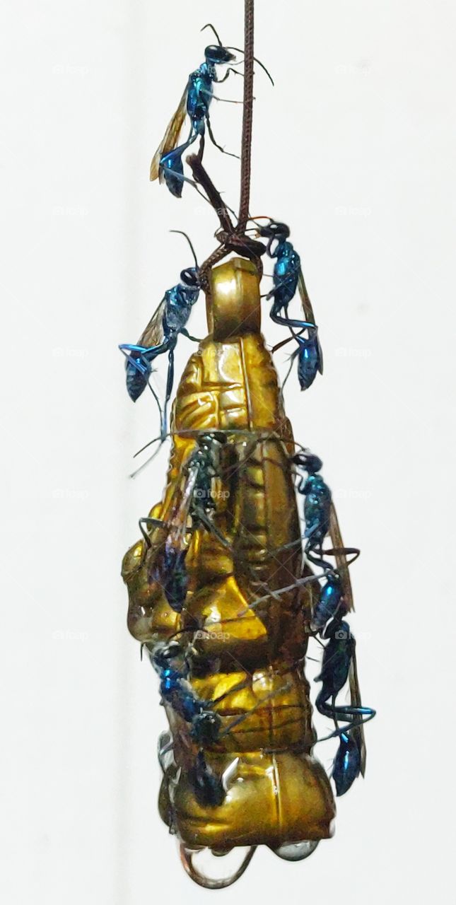 wasp resting on chime after rain