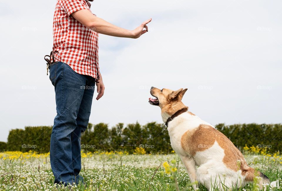 man and dog walking