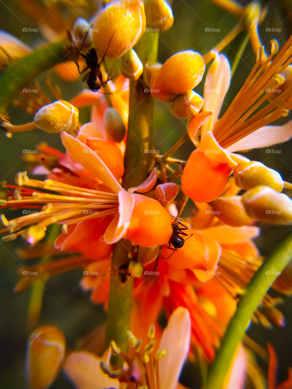 Beautiful caparis flowers ready
 to bloom in summer