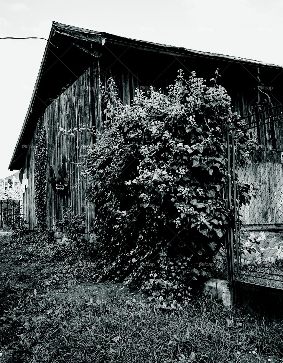 barn