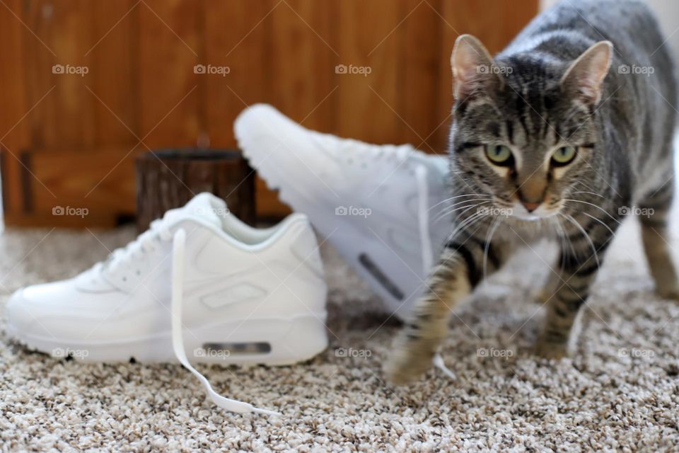 Sneaker Prowling Cat