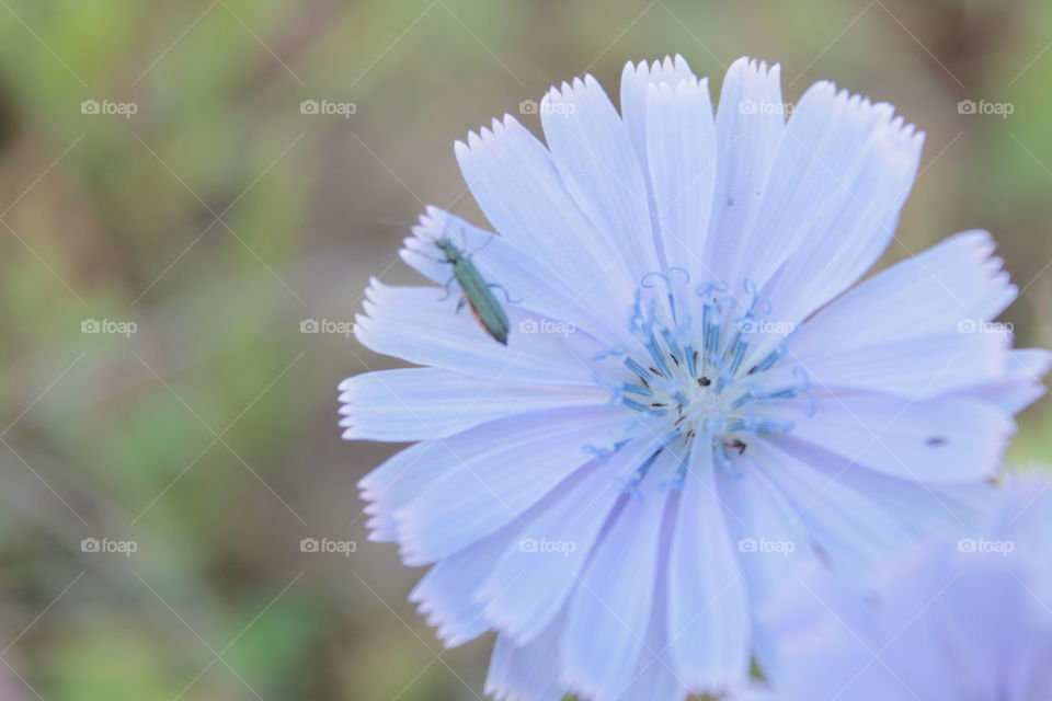 Beetle, flowers, macro, purple flower, flower in the corner, summer, nature, grass, background green,