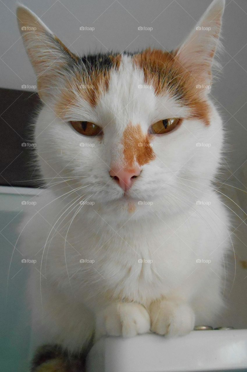 Close-up portrait of a cat