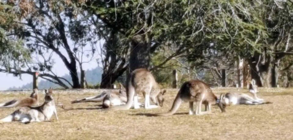 Canberra park