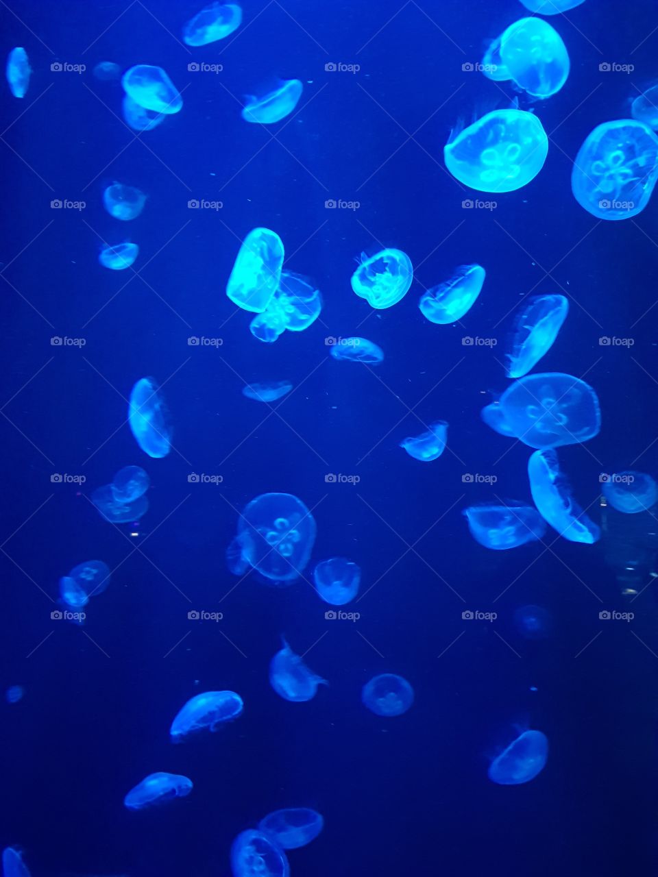 Quallen💧💧