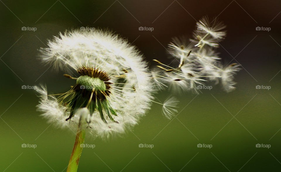 Close-up of dandelion flower