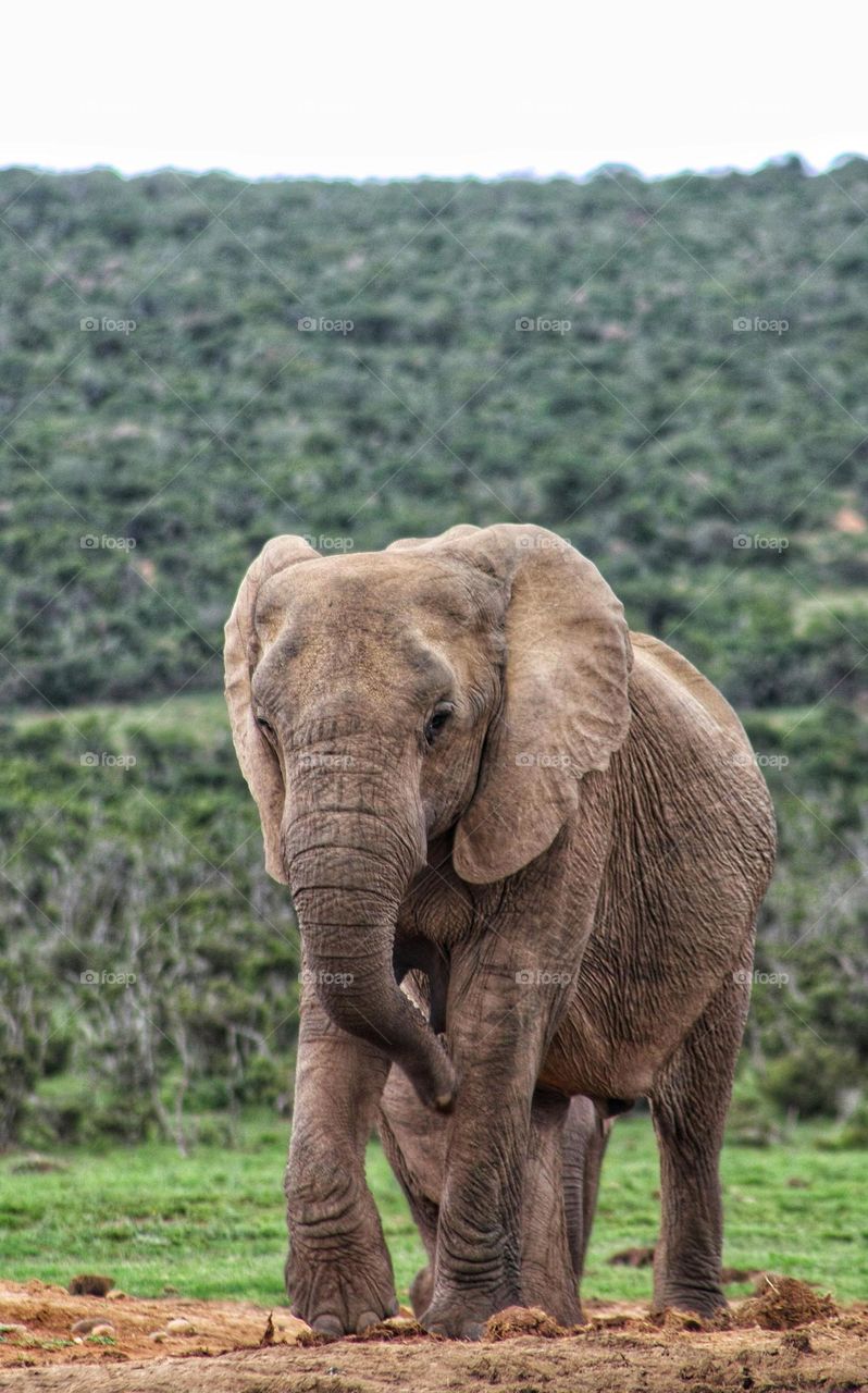 Amazing Elephant