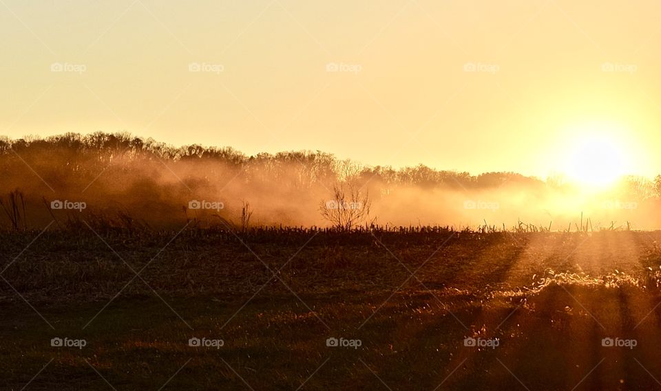 Sunlight over trees during morning