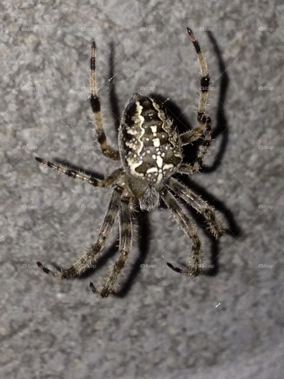 Spider As a camouflage special man waiting for his prey