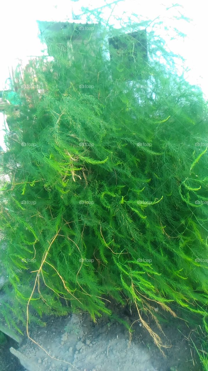 asparagus tree