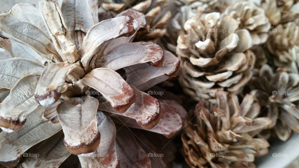 bleached ,pinecones, pinecone, autumn, autumnal,  seasonal, English,  October,  November,  September,  bleach, bleaching, crafted,  crafting,  craft, crafts, natural, decorating,  decorative,  Dec's