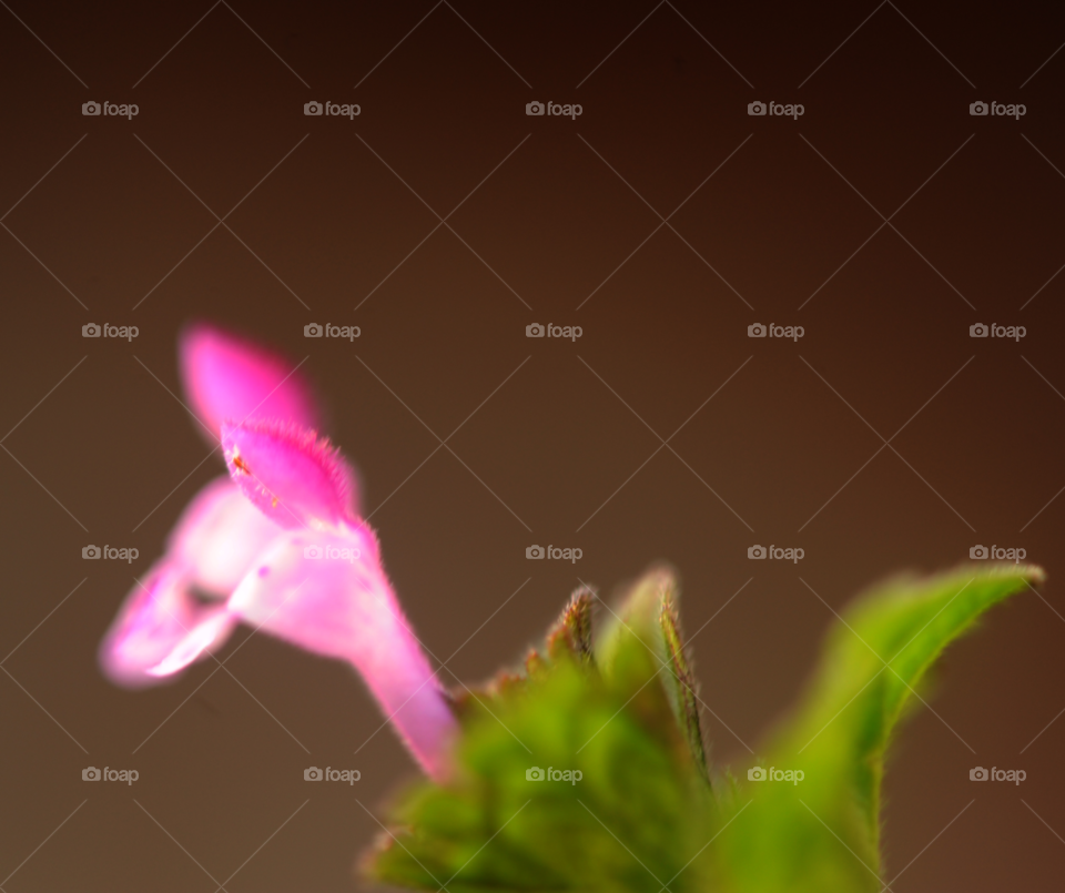 flower macro closeup wild by lightanddrawing