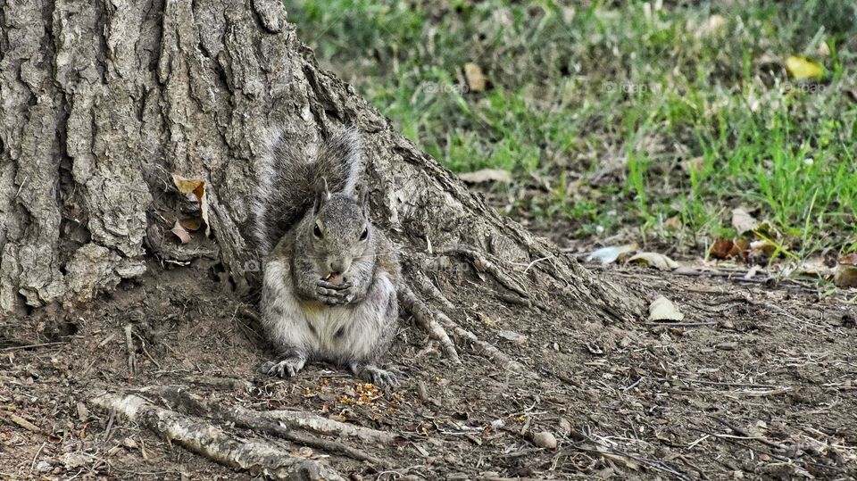 squirrel enjoying food