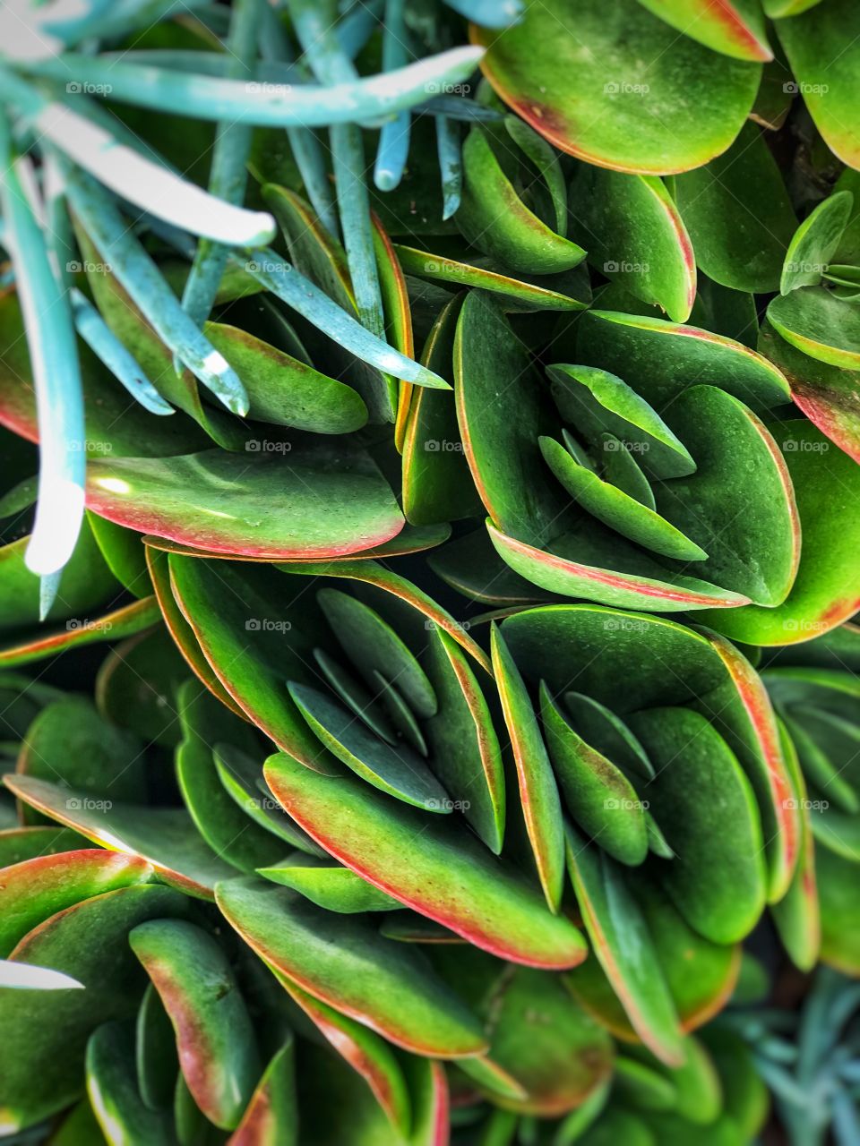 Stunning Succulent Art! Peaceful and Perfect for Canvas Art, Wall Decor, Desktop and Screensaver Art.