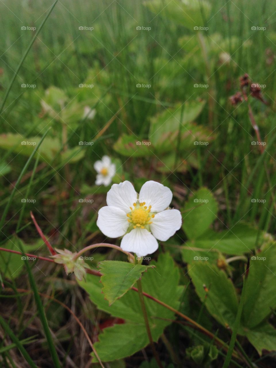 A wild strawberry blooming 