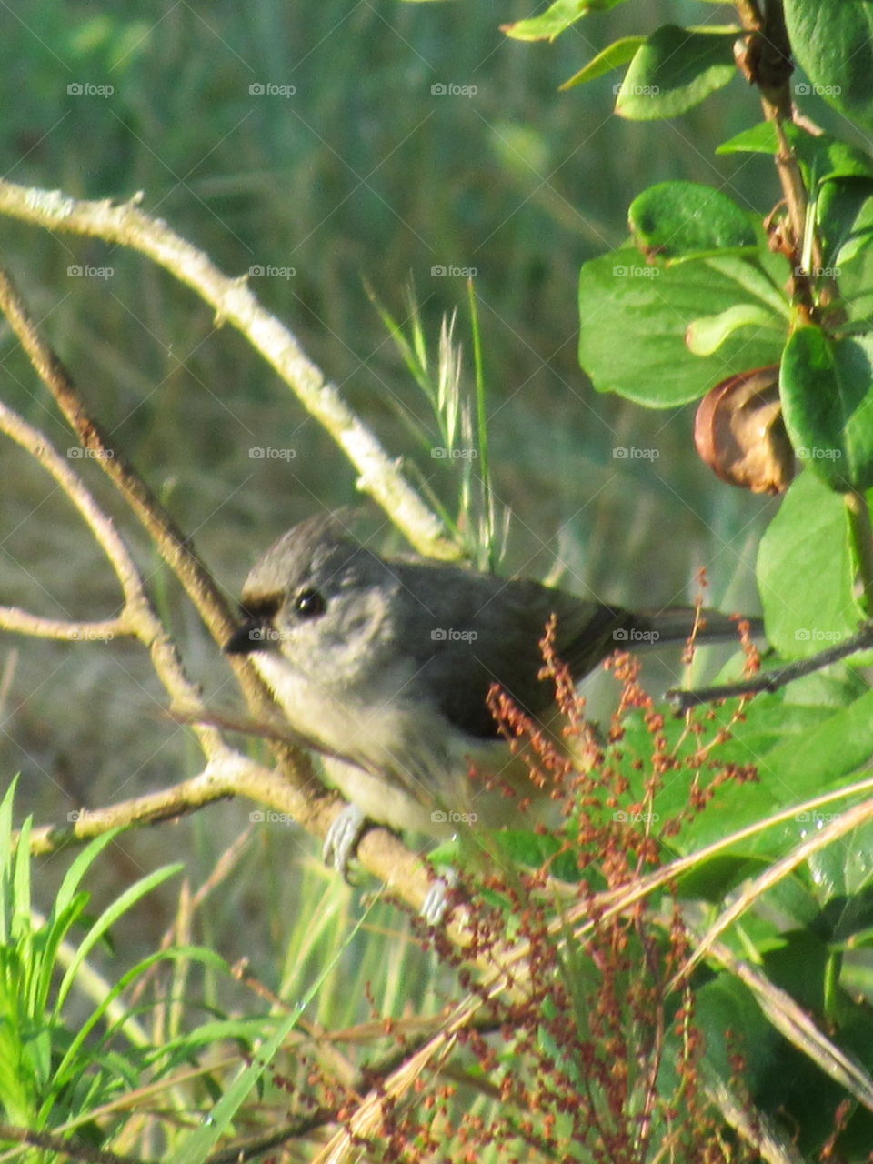 Titmouse