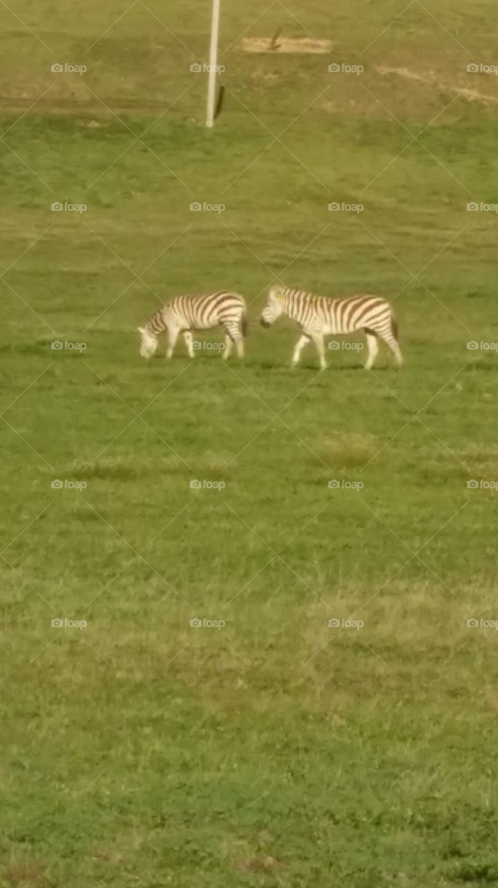 Zebras in Green . Taken off of Pacific Coast Highway near San Simeon, CA