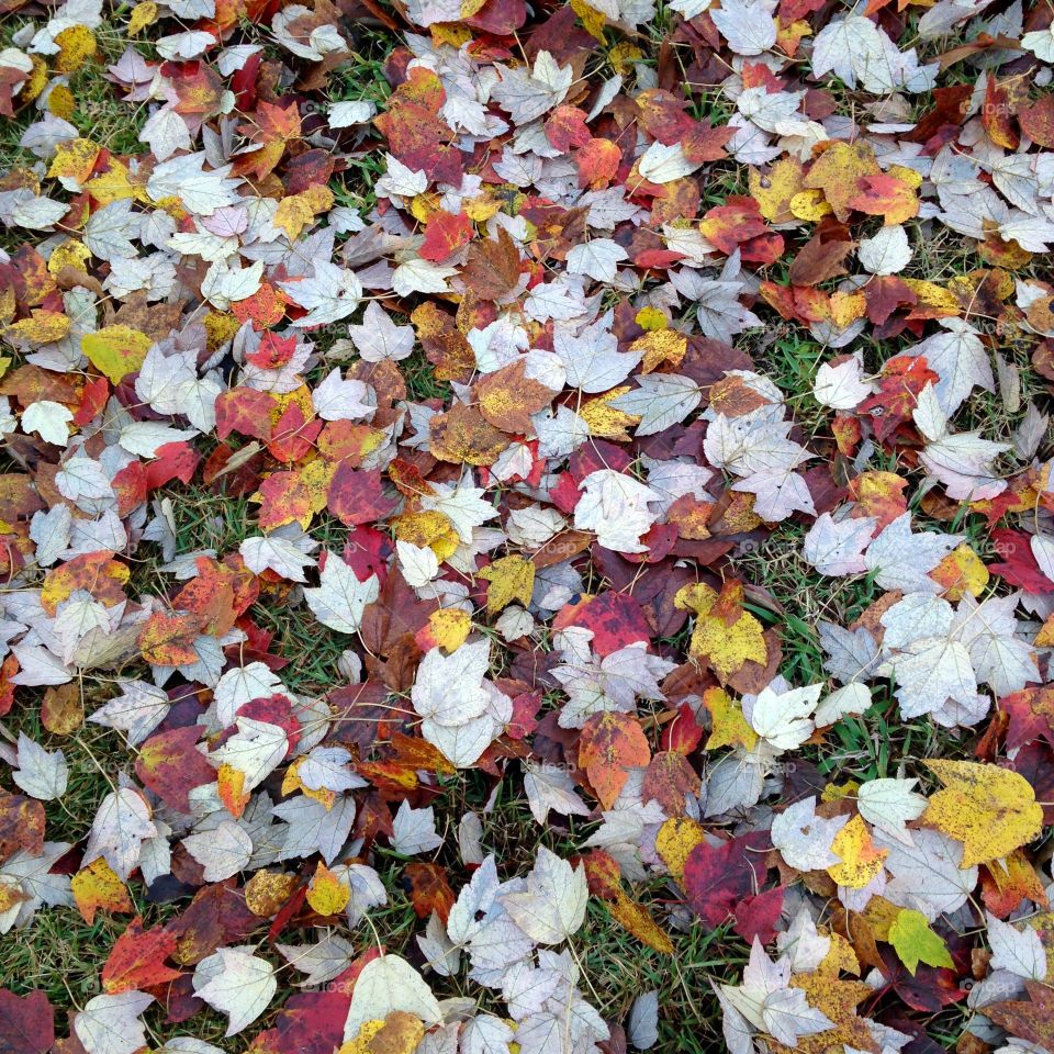 Fallen leaves 