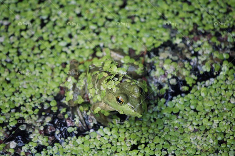 Frog in the pond