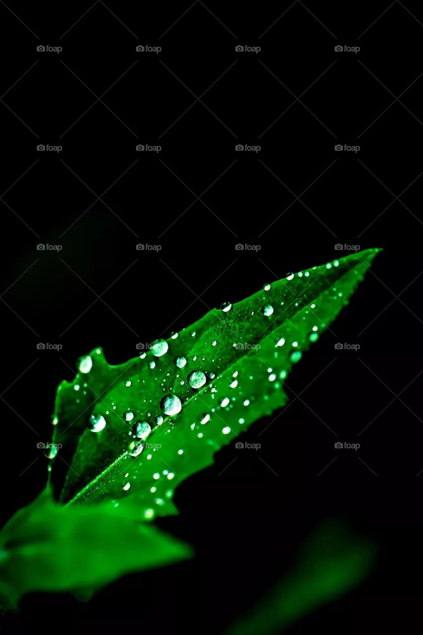 Leaf