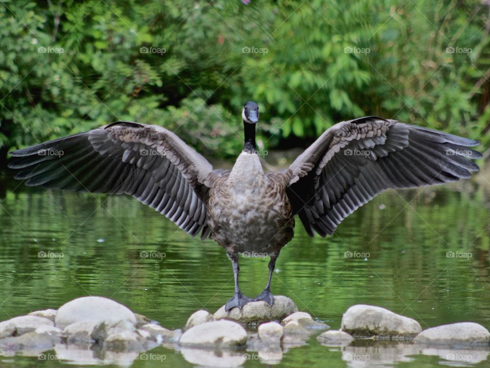 Canada Goose.