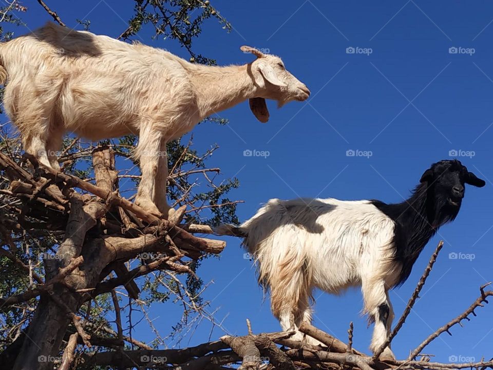 Beautiful goats looking at my camera.