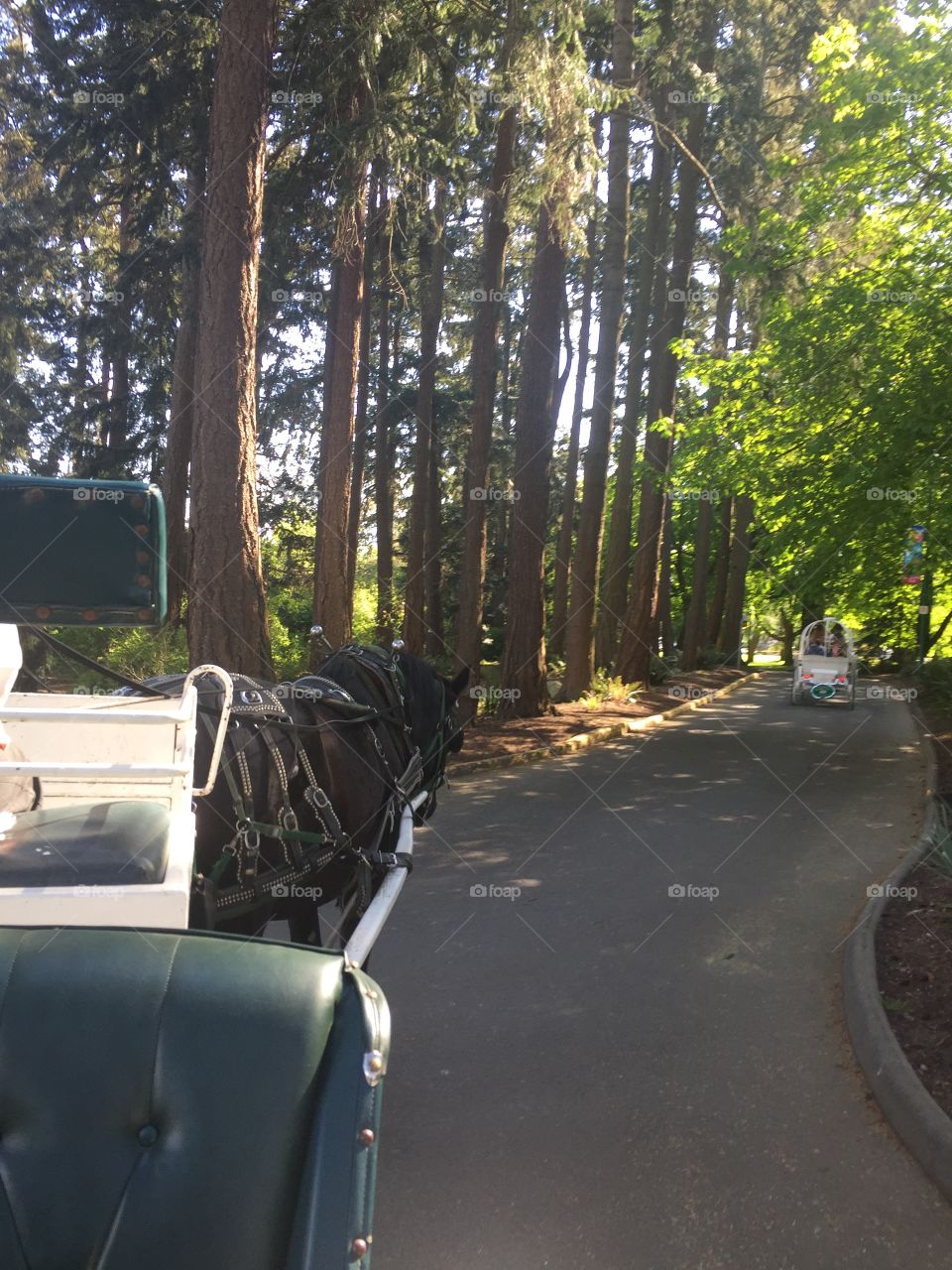 Carriage ride through the park 