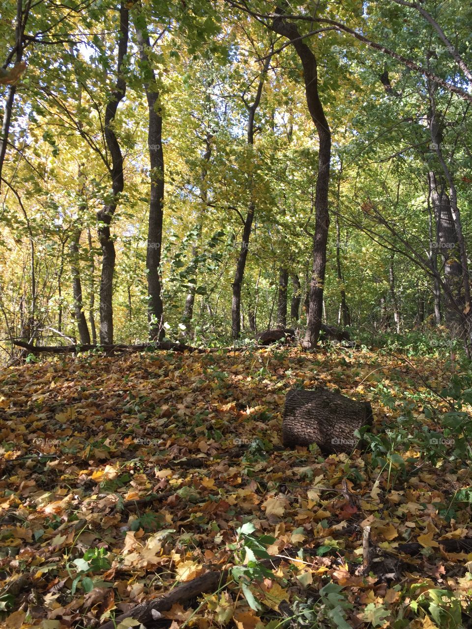 Sing a song of seasons!
Something bright in all!
Flowers in the summer,
Fires in the fall!  Stivenson R.L.