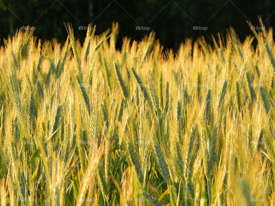 Growing wheat in the field