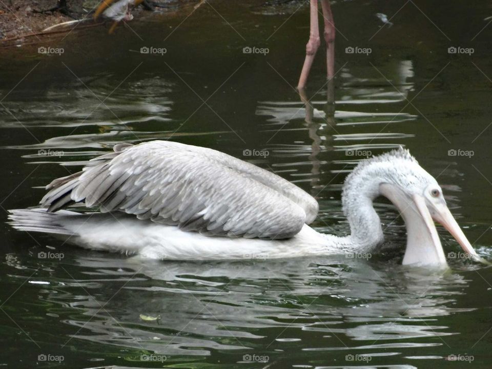 grey pelican