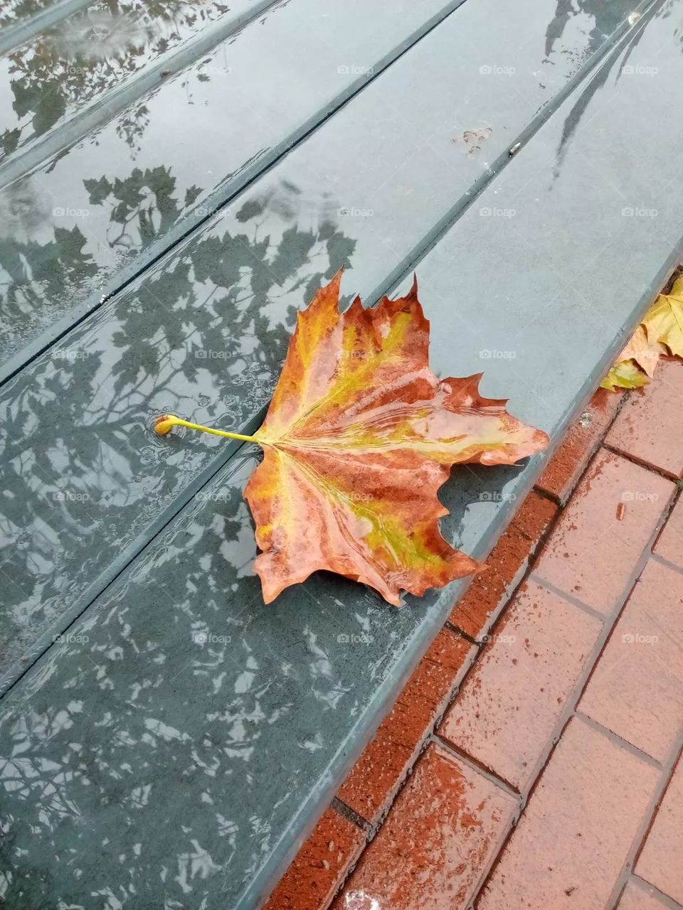 maple leaves