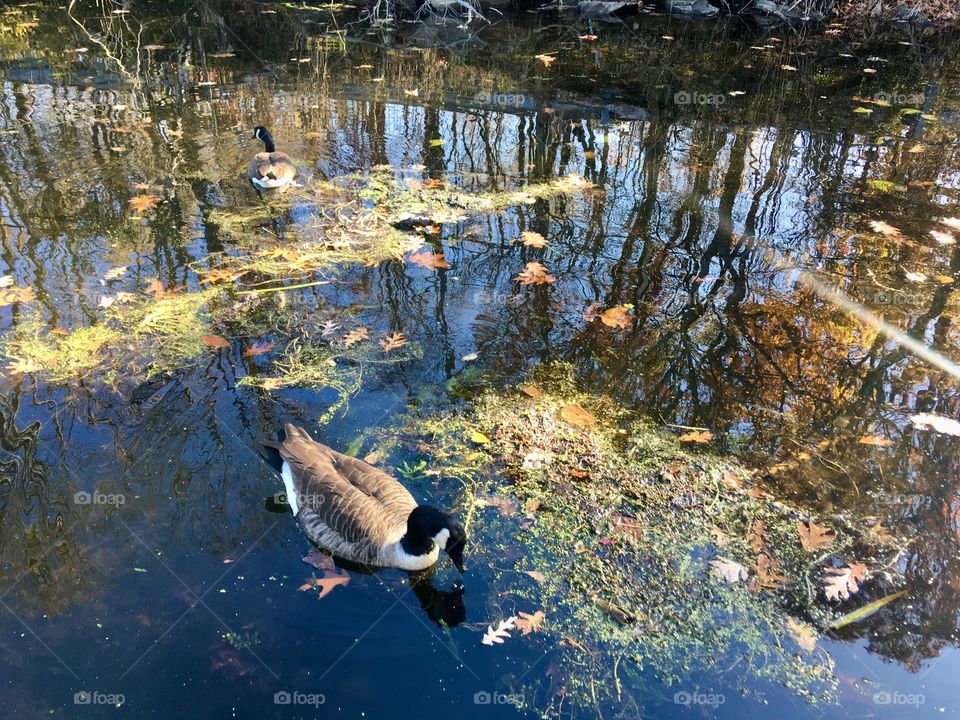 Black Geese on Teaneck Lake, New York, November 2020
