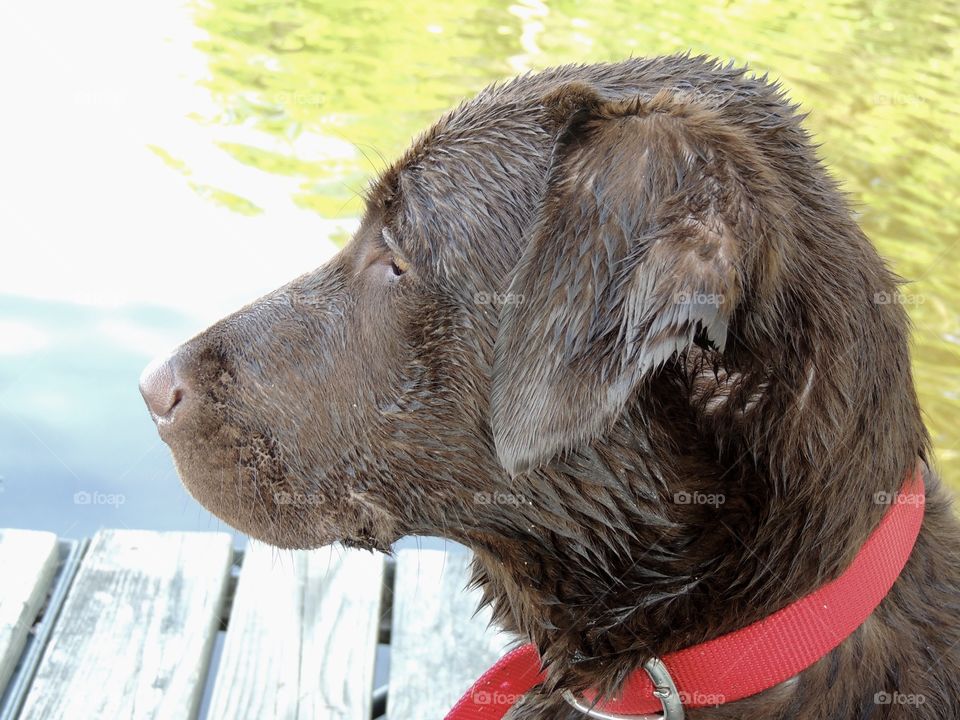 Chocolate lab sitting on a wooden deck looking out at the lake.