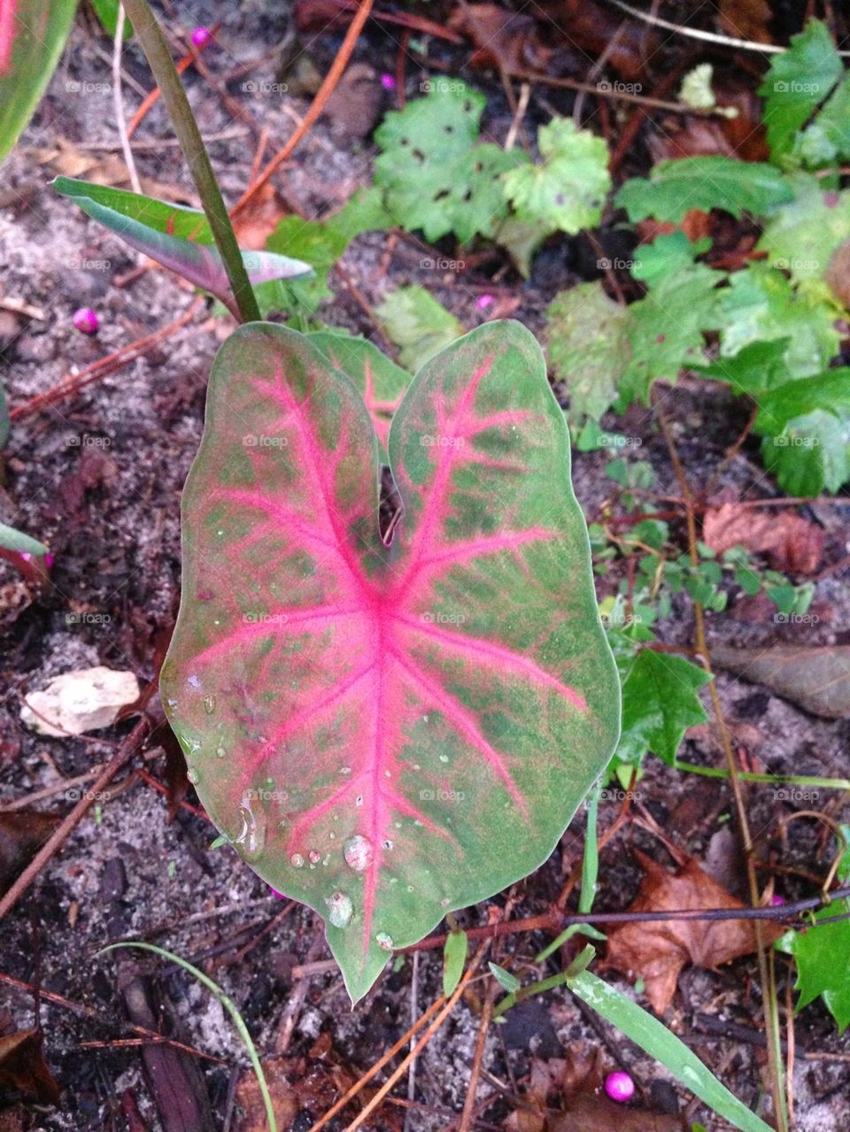 Caladium