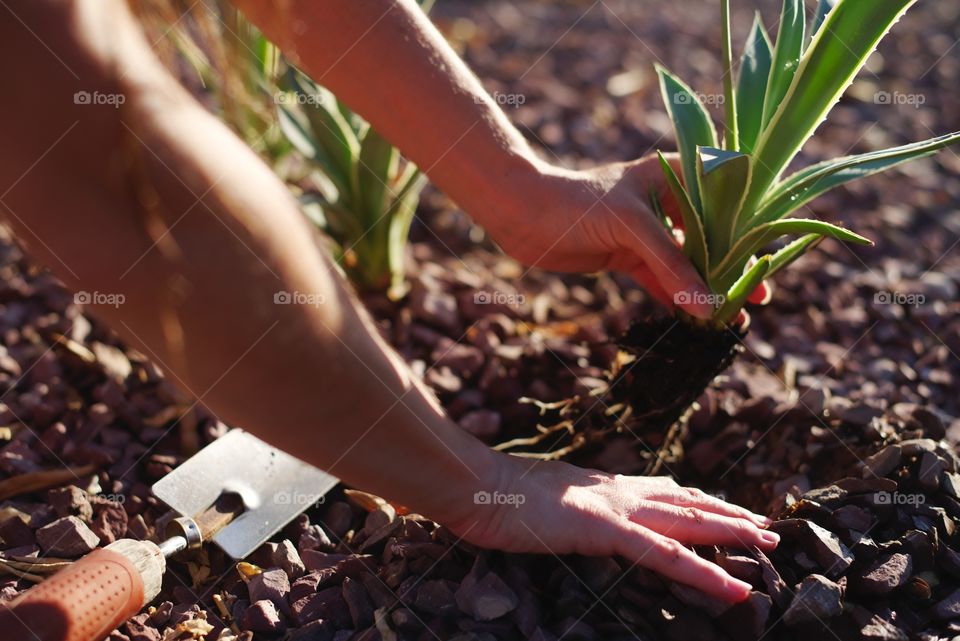 Planting Agave in the yard.