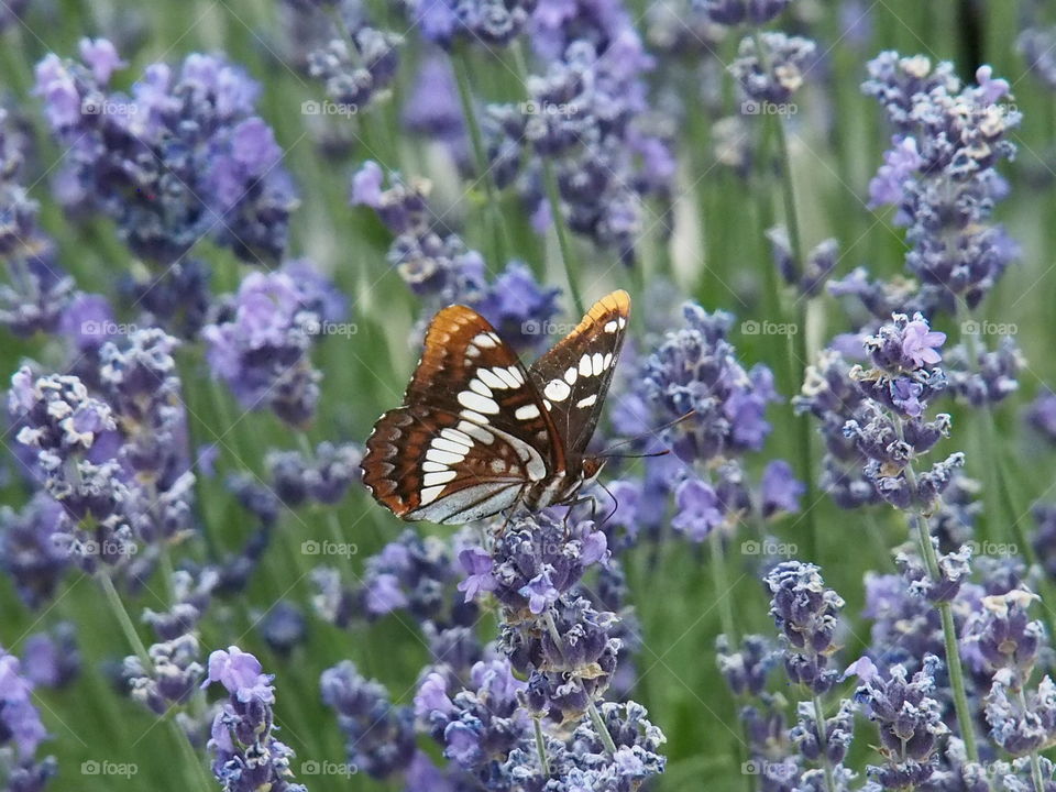 A black, white and orange butterfly pollinates a group of lavender flowers on a sunny afternoon 