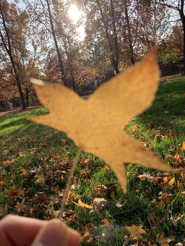 El otoño en Chile