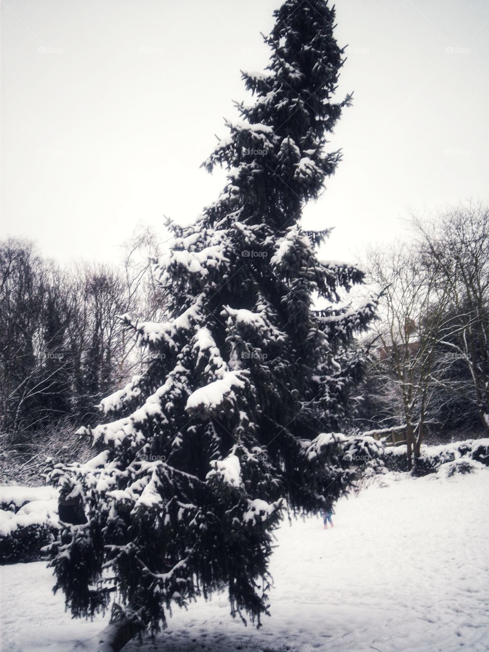 Vintage leaning tree