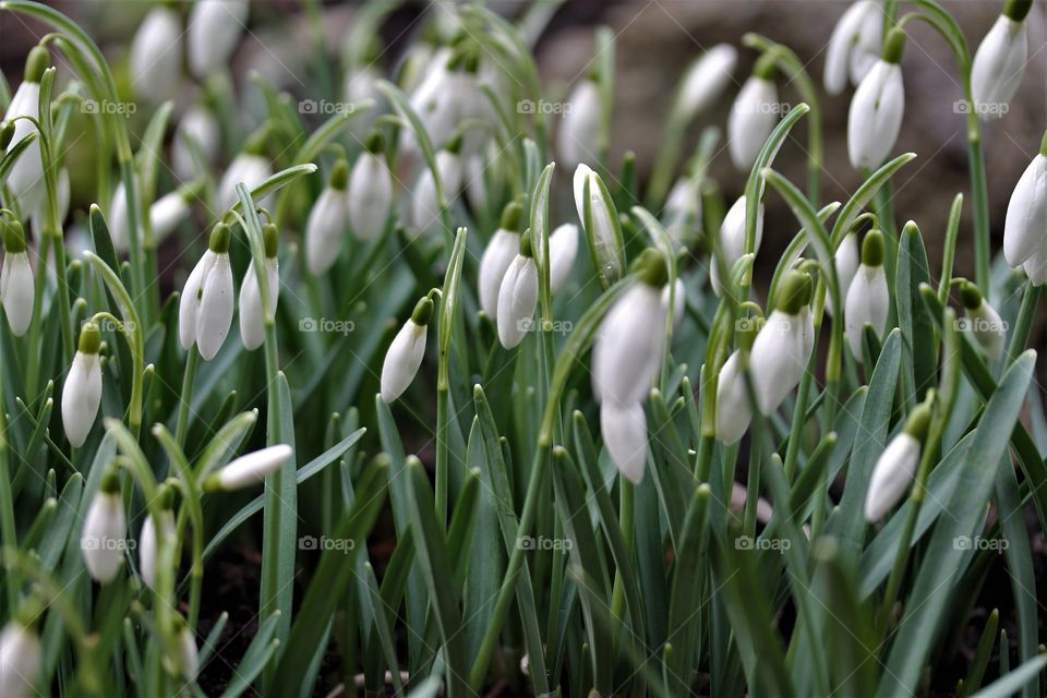 spring flowers