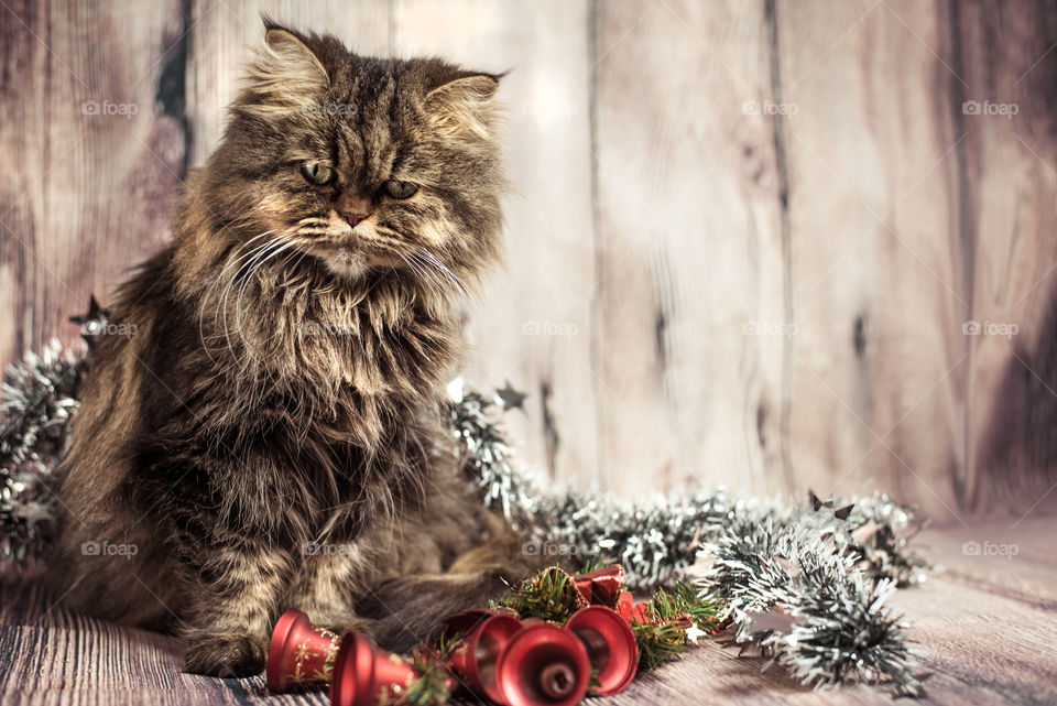 Christmas pet - cats on Holidays