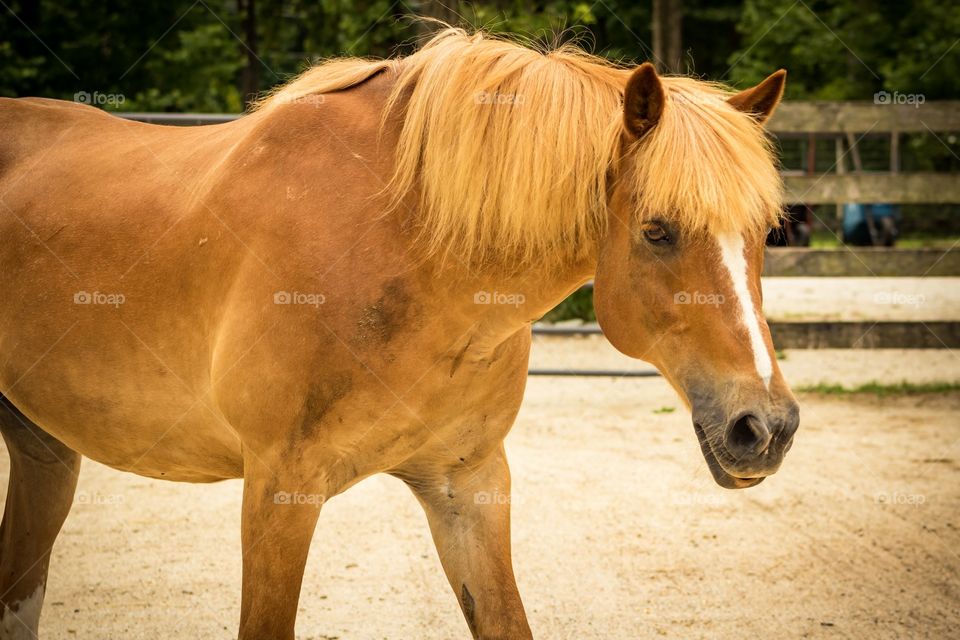 Brown horse in stable