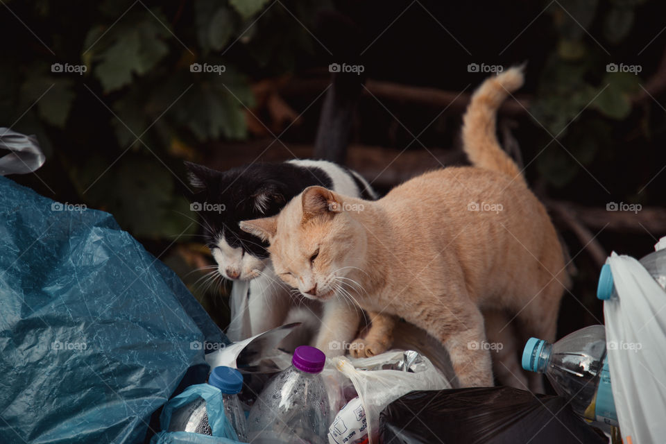 Kittens and garbage