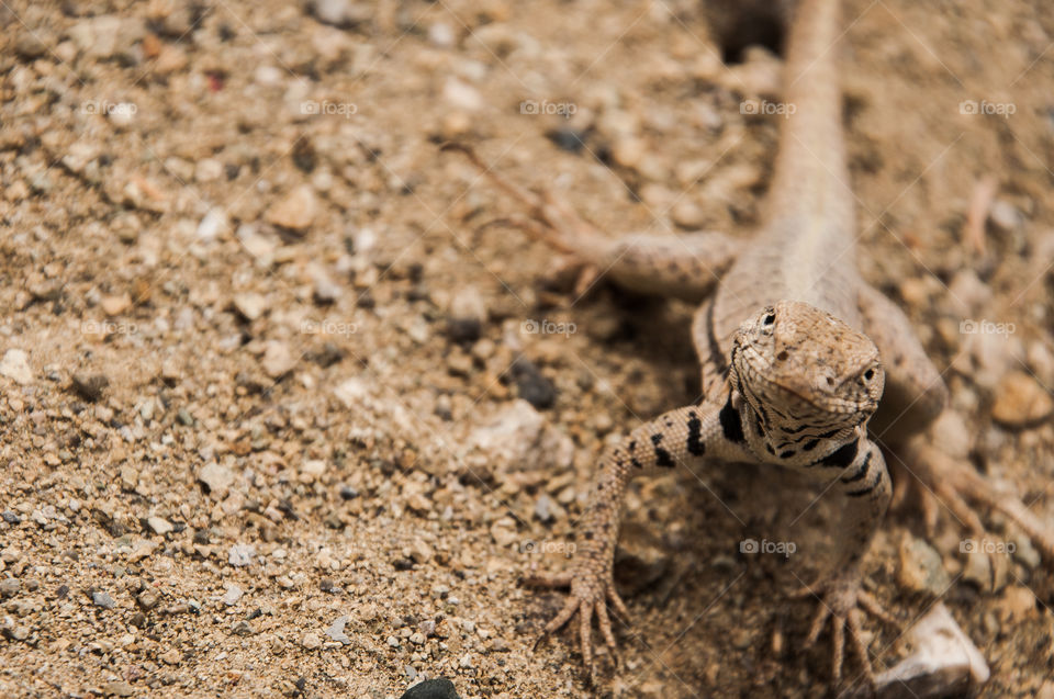 Small lizard on the dirt