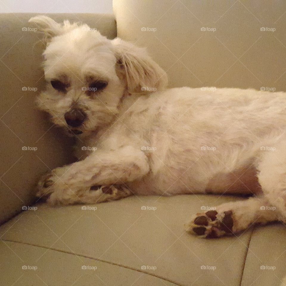 Maltese shitzu resting