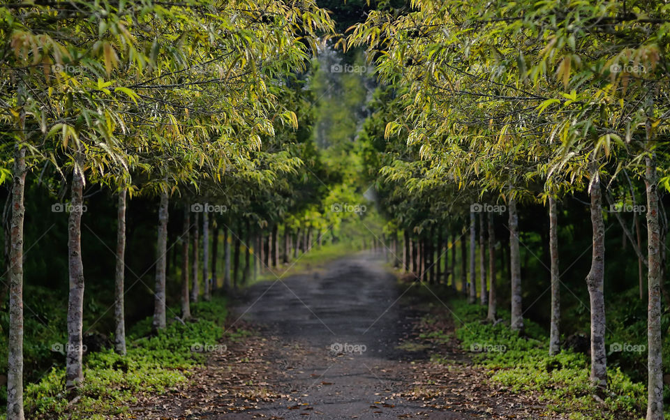 forest at PA cottage