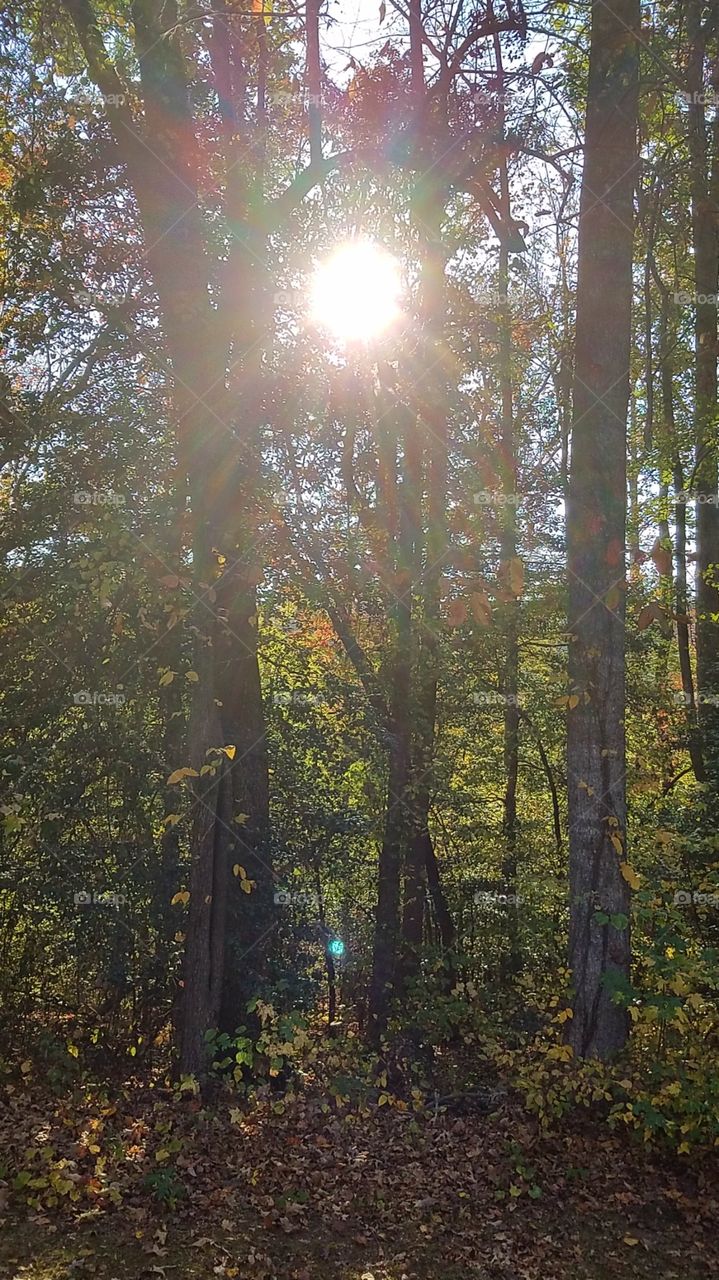 sun shining through the Autumn Leaves bottom of my yard