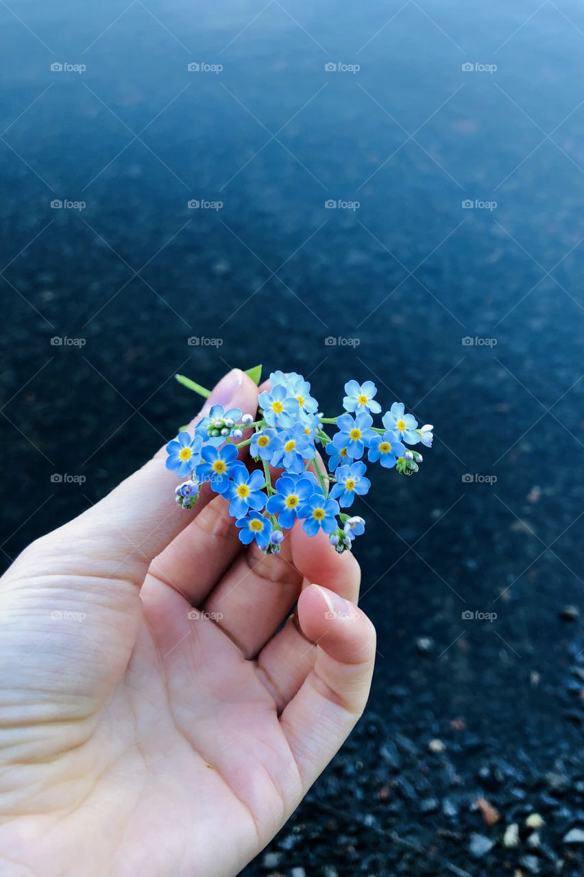Beautiful tiny blue flowers 
